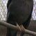 Gray-winged Blackbird